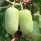 Preview: Mini-Kiwi Super Jumbo weiblich (Pflanze)