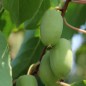 Preview: Mini-Kiwi Super Jumbo weiblich (Pflanze)