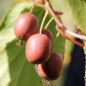 Preview: Mini-Kiwi Twist weiblich (Pflanze)