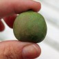 Preview: Mini-Kiwi Urodnaya Michurin weiblich (Pflanze)