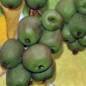 Preview: Mini-Kiwi Urodnaya Michurin weiblich (Pflanze)