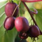 Preview: Mini-Kiwi Verona weiblich (Pflanze)