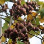 Preview: Mini-Kiwi Verona weiblich (Pflanze)