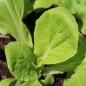 Preview: Mini-Chinakohl Round Leaf (Samen)
