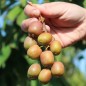 Preview: Mini-Kiwi Ananasnaya weiblich (Pflanze)