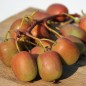 Preview: Mini-Kiwi Ananasnaya weiblich (Pflanze)