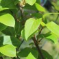 Preview: Mini-Kiwi Bojnice weiblich (Pflanze)