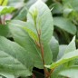 Preview: Mini-Kiwi Cherry Bomb weiblich (Pflanze)