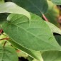 Preview: Mini-Kiwi Favorit weiblich (Pflanze)