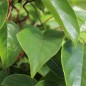 Preview: Mini-Kiwi Fresh Jumbo weiblich (Pflanze)
