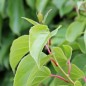 Preview: Mini-Kiwi Geneva weiblich (Pflanze)