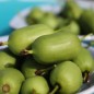 Preview: Mini-Kiwi Issai