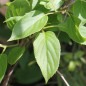 Preview: Mini-Kiwi Issai zwittrig (Pflanze)