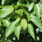Preview: Mini-Kiwi Jumbo weiblich (Pflanze)