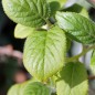 Preview: Mini-Kiwi Kokuwa zwittrig (Pflanze)