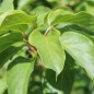 Preview: Mini-Kiwi Rogów weiblich (Pflanze)