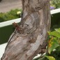 Preview: Mini-Kiwi Rote Potsdamer weiblich (Pflanze)