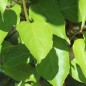 Preview: Mini-Kiwi Urodnaya Michurin weiblich (Pflanze)