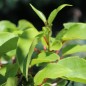 Preview: Mini-Kiwi Verona weiblich (Pflanze)