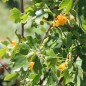 Preview: Missouri-Johannisbeere Giselle (Pflanze)