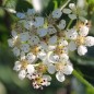 Preview: Mitschurin-Aronia (Pflanze)