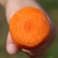 Preview: Möhre Chantenay Red Core (Samen)