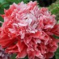 Preview: Mohn Frosted Salmon (Samen)
