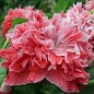 Preview: Mohn Frosted Salmon (Samen)