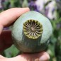 Preview: Mohn Gigant (Samen)