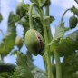 Preview: Mohn Gigant (Samen)