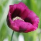 Preview: Mohn Lauren's Grape (Samen)