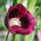 Preview: Mohn Lauren's Grape (Samen)