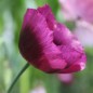 Preview: Mohn Lauren's Grape (Samen)