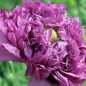 Preview: Mohn Lilac Peony (Samen)