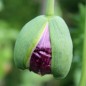 Preview: Mohn Lilac Peony (Samen)