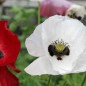 Preview: Seidenmohn Mother of Pearl (Samen)