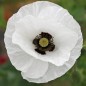 Preview: Seidenmohn Mother of Pearl (Samen)