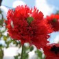 Preview: Mohn Oase (Samen)
