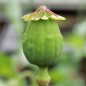 Preview: Mohn Oase (Samen)