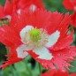 Preview: Mohn Victoria Cross (Samen)