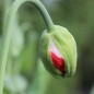 Preview: Mohn Victoria Cross (Samen)