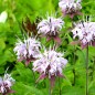 Preview: Wildes Bergamot (Samen)