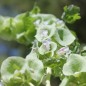 Preview: Muschelblume (Samen)