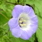 Preview: Nicandra
