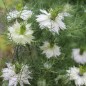 Preview: Nigella Miss Jekyll White (Samen)
