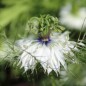 Preview: Nigella Miss Jekyll White (Samen)