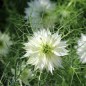 Preview: Nigella Miss Jekyll White (Samen)