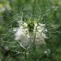 Preview: Nigella Miss Jekyll White (Samen)