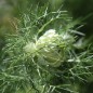 Preview: Nigella Miss Jekyll White (Samen)