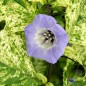 Preview: Nicandra panaschiert